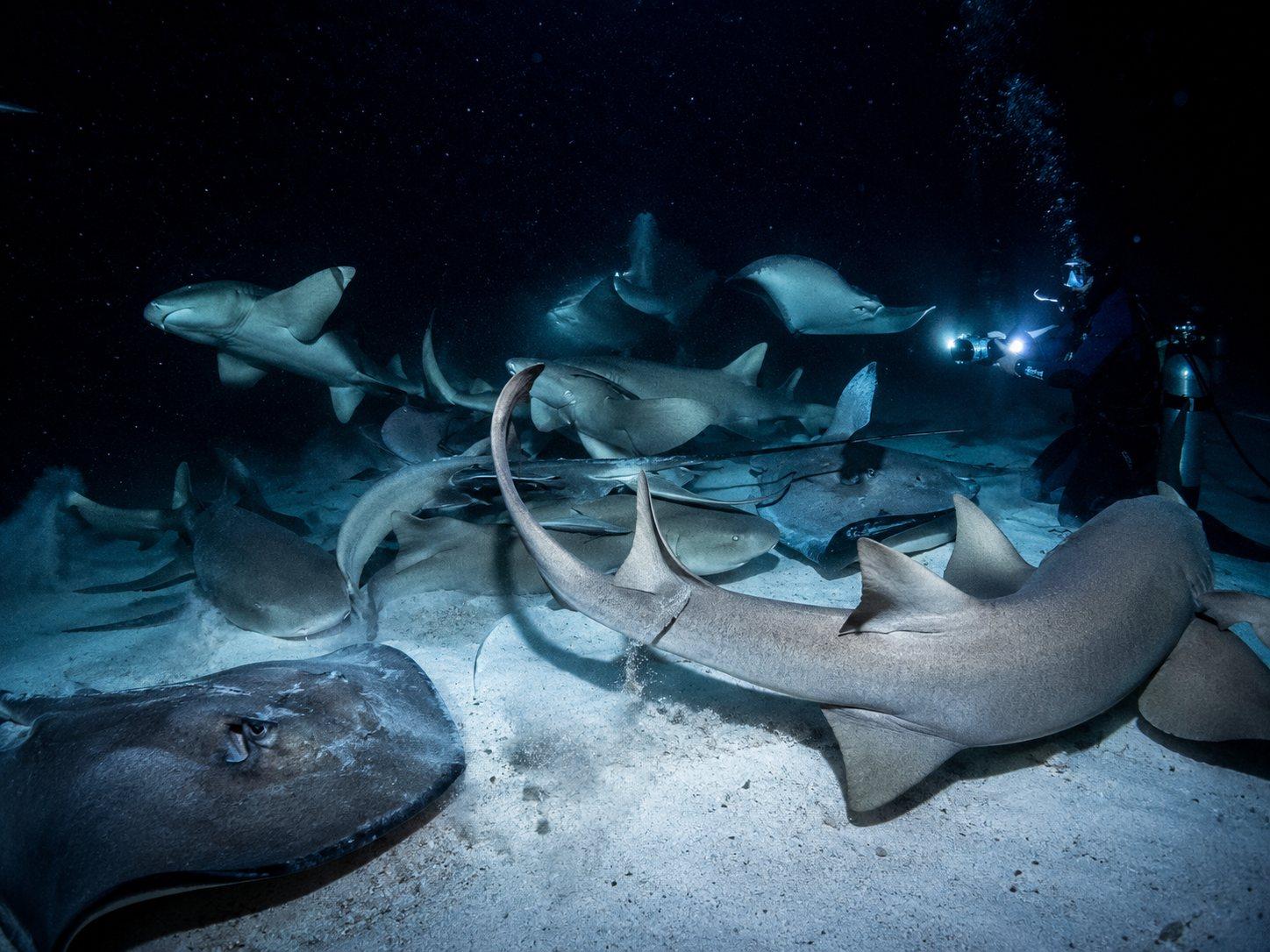 Dive Trip. Actually a Trip. — The Maldives Pod 2