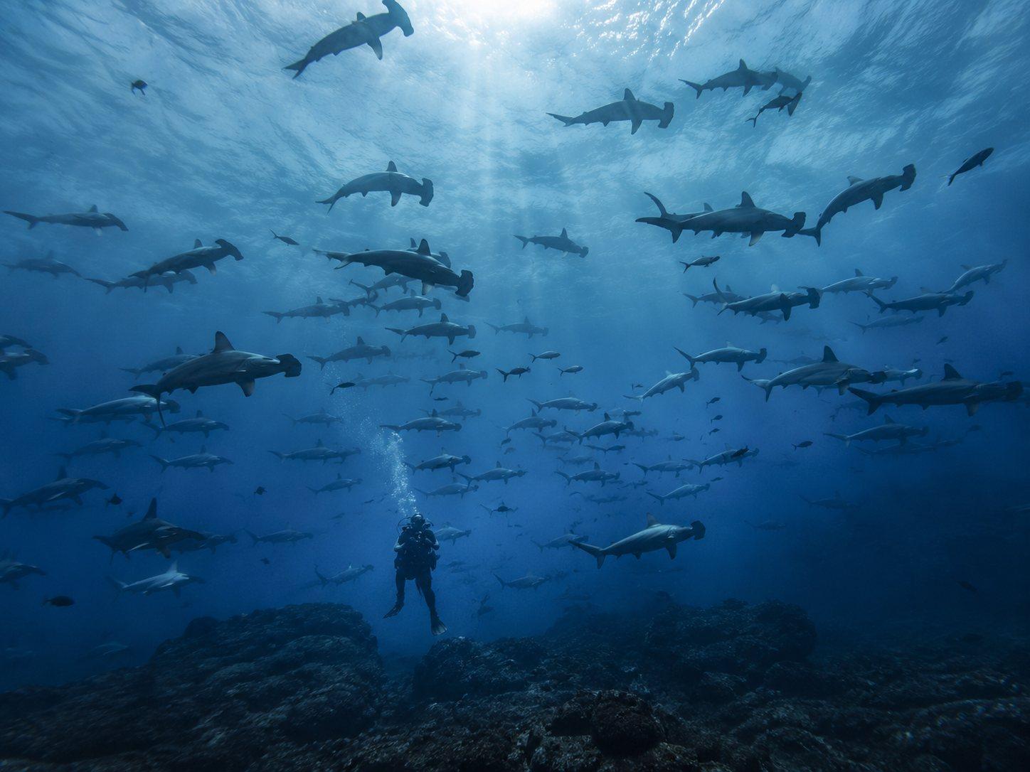 Afraid of the Wrong Things — Cocos Island Shark Circuit 1