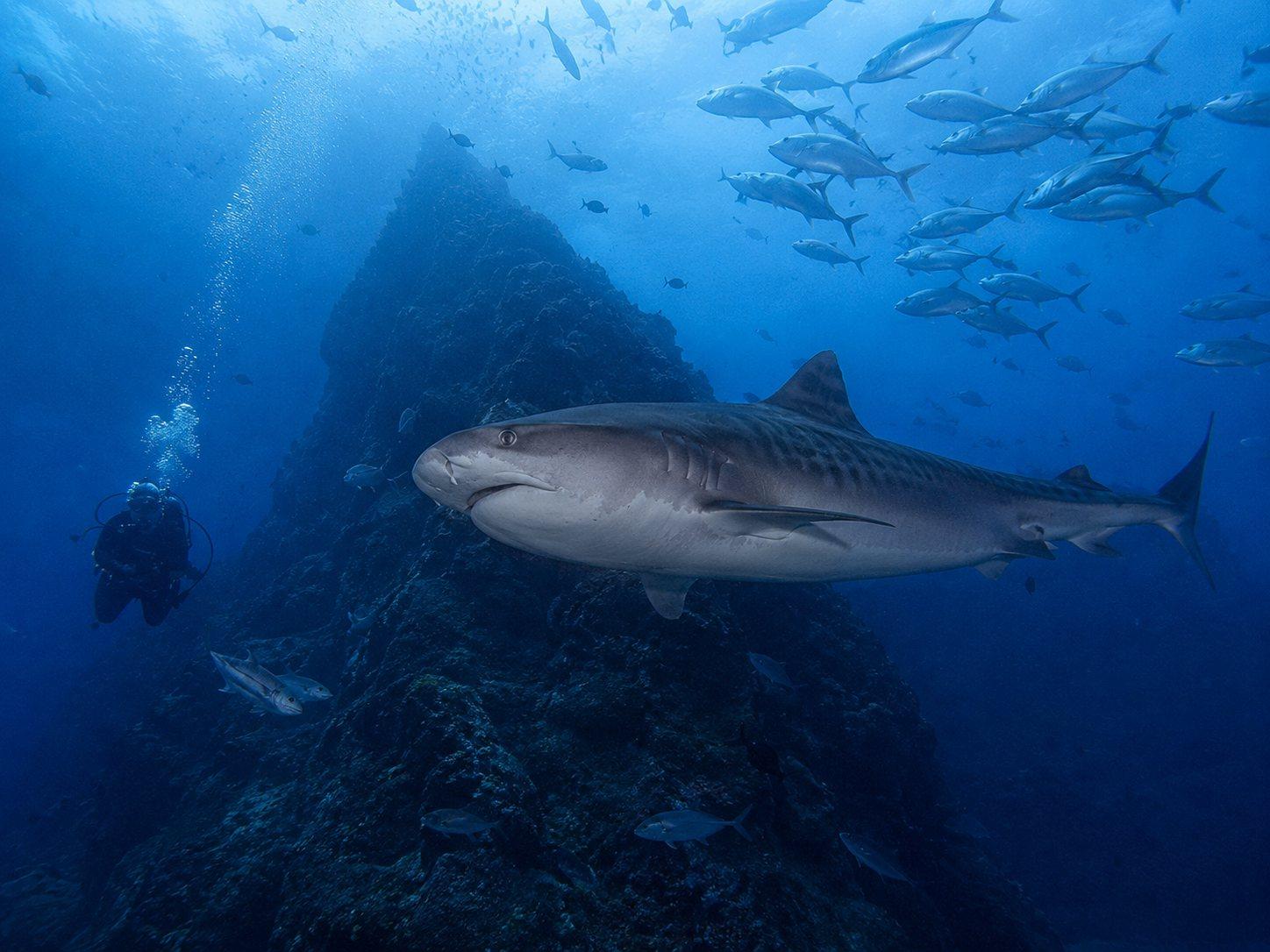 Afraid of the Wrong Things — Cocos Island Shark Circuit 2