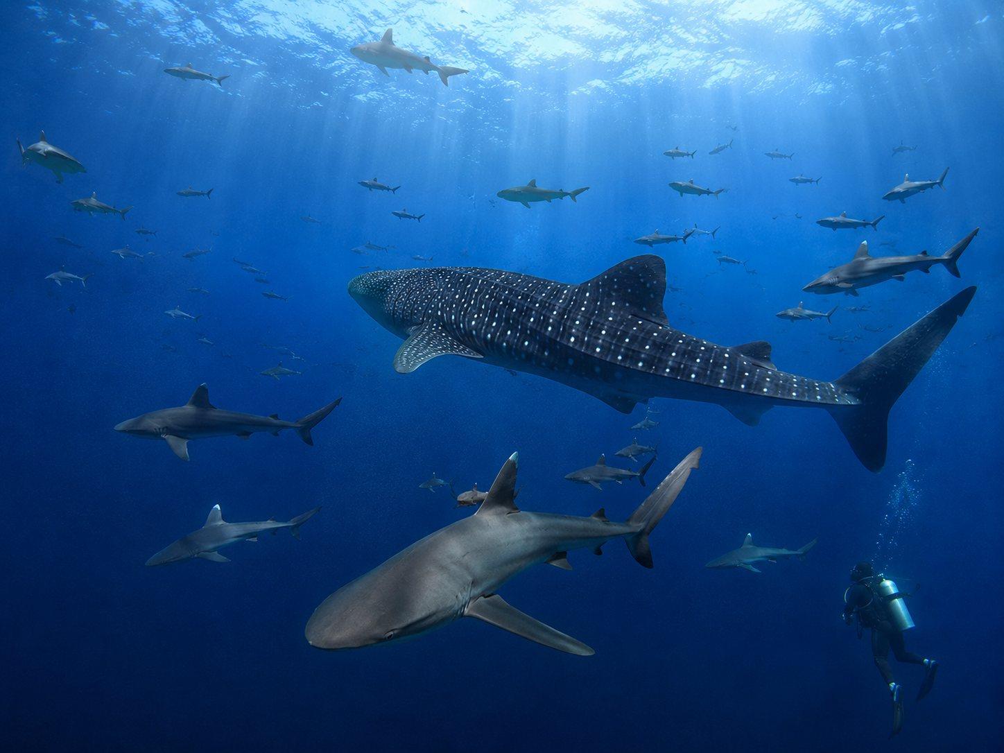 Afraid of the Wrong Things — Cocos Island Shark Circuit 3