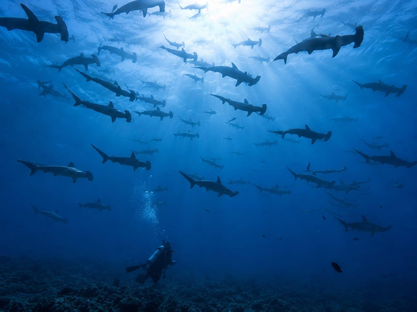 Where the Current Decides — Galápagos Pelagic Liveaboard 1