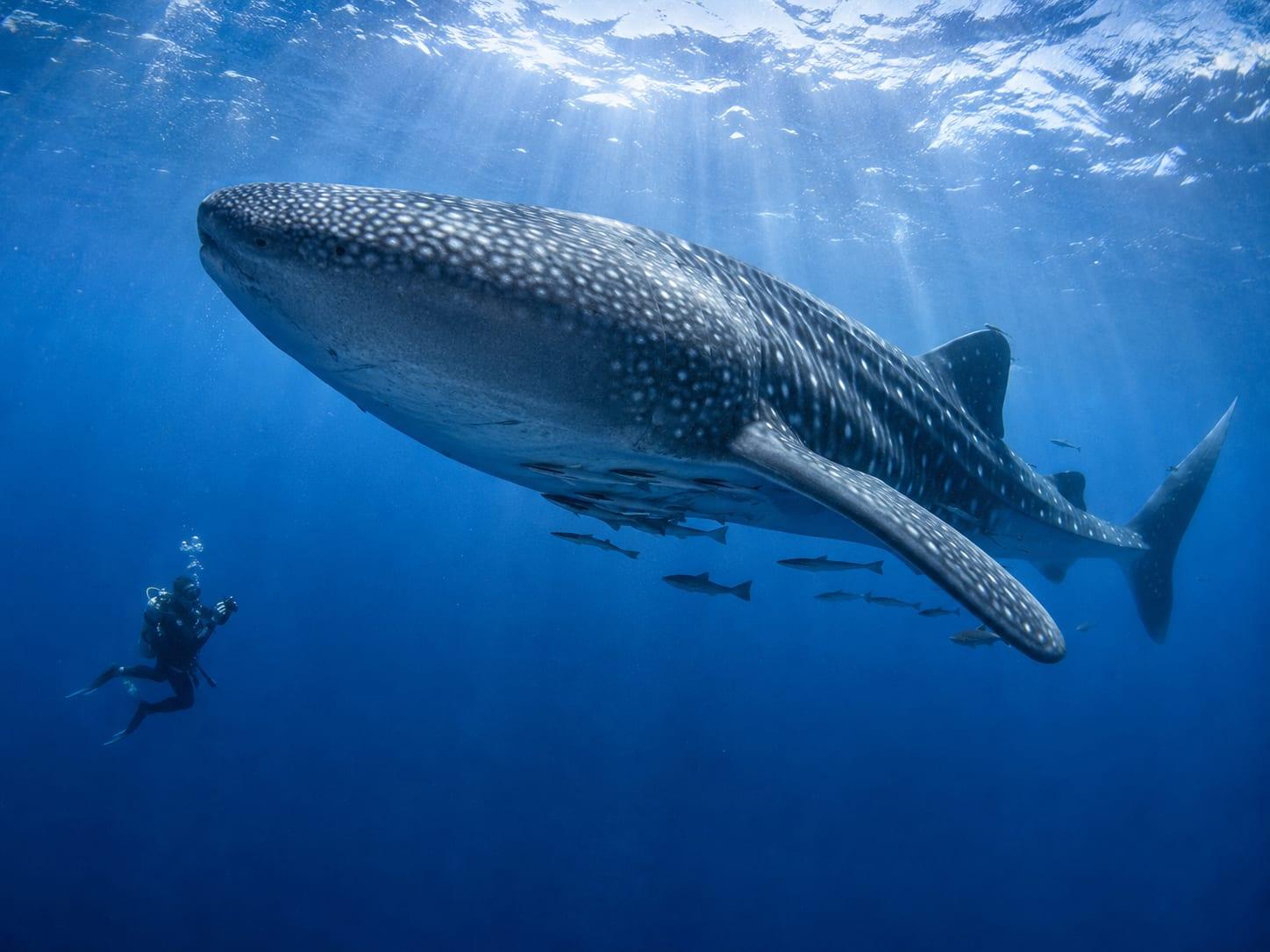 Where the Current Decides — Galápagos Pelagic Liveaboard 2