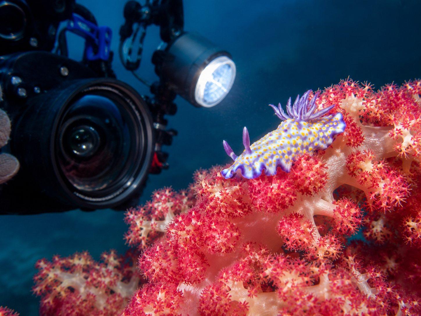 One Centimetre at a Time — Raja Ampat Macro & Reef Life 1