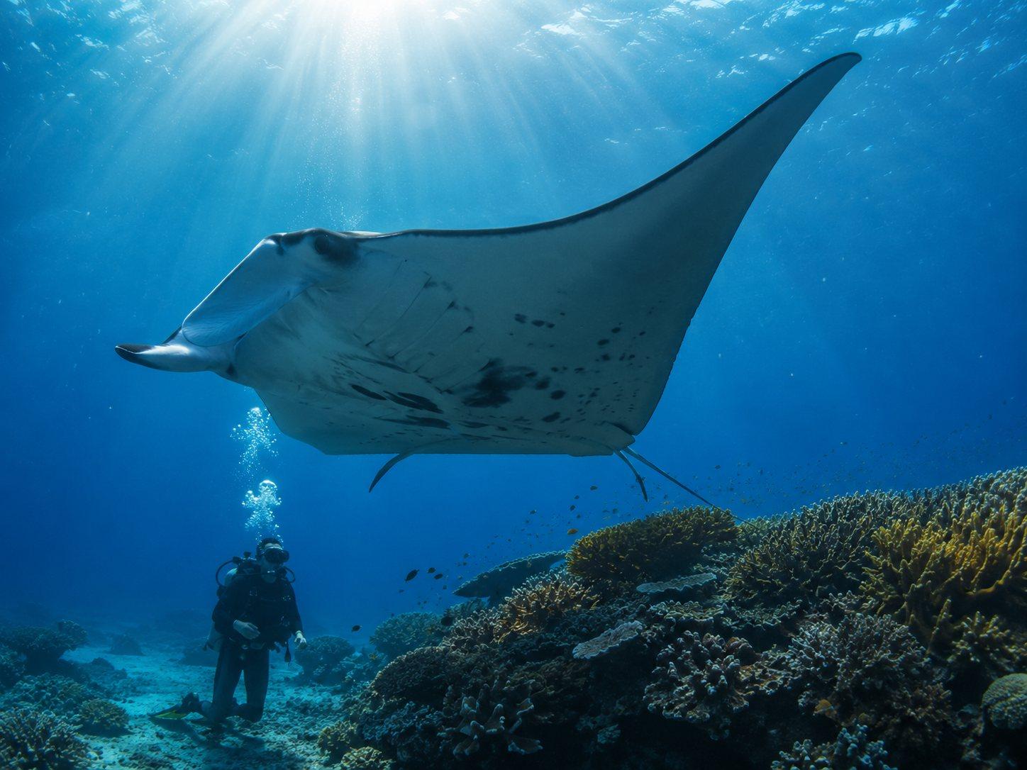 One Centimetre at a Time — Raja Ampat Macro & Reef Life 3
